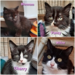 Willow and Pansy - rehomed