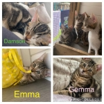 Emma, Gemma and Damson