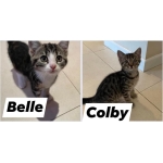 BELLE & COLBY
