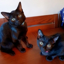 George & Mildred (kittens)